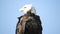 Close Up Portrait of Bald Eagle