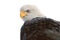 Close up Portrait of a Bald Eagle