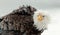 Close up Portrait of a Bald Eagle