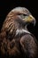 Close-up portrait of a Bald Eagle on a black background