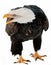 Close up Portrait of a Bald eagle with an open beak .