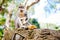 Close up portrait of balinese monkey, asian primate sitting and eating