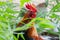 Close up portrait of bantam chicken