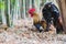 Close up portrait of bantam chicken