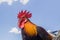 Close up portrait of bantam chicken