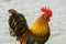 Close up portrait of bantam chickens