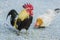 Close up portrait of bantam chickens