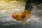 Close up portrait of bantam chickens, Beautiful colorful cock.