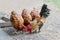 Close up portrait of bantam chickens and hens