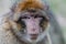 Close-up portrait of Barbary macaque with serious eyes