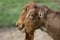 Close up portrait of bearded LaMancha goat