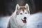 Close-up portrait of beautiful, attentive and free siberian Husky dog sitting in the winter forest at sunset