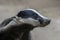 Close-up portrait of a beautiful Badger  Meles meles in forest, Germany, Europe. Side view.