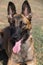 Close-up portrait of a beautiful Belgian Malinois dog. Expressive face of smart happy dog on a walk