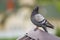 Close-up portrait of beautiful big gray and white grown pigeon w