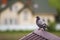 Close-up portrait of beautiful big gray and white grown pigeon w