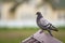 Close-up portrait of beautiful big gray and white grown pigeon w