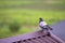 Close-up portrait of beautiful big gray and white grown pigeon w