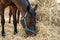 Close-up Portrait of a beautiful breeding brown horse standing and eating hay. Feeding of riding horses