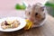 Close up portrait of beautiful brown domestic cute hamster eating delicious food, grain, vegetables from white plate at wooden