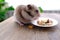 Close up portrait of beautiful brown domestic cute hamster eating delicious food, grain, vegetables from white plate at wooden