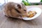 Close up portrait of beautiful brown domestic cute hamster eating delicious food, grain, vegetables from white plate at wooden