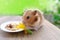 Close up portrait of beautiful brown domestic cute hamster eating delicious food, grain, vegetables from white plate at wooden