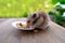 close up portrait of beautiful brown domestic cute hamster eating delicious food, grain, vegetables from white plate at wooden