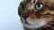 Close-up portrait of a beautiful brown purebred Bengal cat with green eyes.