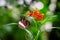 Close-up portrait of beautiful butterfly on orange flower, the Sara longwing