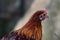 Close up portrait of beautiful chicken