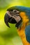 Close up portrait of beautiful and colorfull macaw