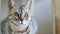 Close-up portrait of a beautiful grey purebred Bengal cat with green eyes.