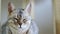 Close-up portrait of a beautiful grey purebred Bengal cat with green eyes.