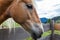 Close up portrait of a beautiful Haflinger horse