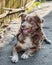 Close-up portrait of Beautiful happy brown smiling dog lying outside in yard on gray asphalt surface next to old wooden fence at s