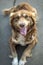 Close-up portrait of Beautiful happy brown smiling dog outside in yard on gray asphalt surface