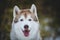 Close-up portrait of beautiful and happy dog breed siberian husky sitting in the evegreen bamboo thickets in winter