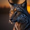 Close-up portrait of a beautiful lynx in the light of sunset.