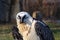 Close-up portrait of beautiful mountain bird Bearded Vulture sitting on the stone