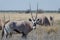 Close-up portrait of beautiful oryx or gemsbok antelope standing in high grass, Etosha National Park, Namibia, Africa