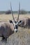 Close-up portrait of beautiful oryx or gemsbok antelope standing in high grass, Etosha National Park, Namibia, Africa