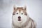 Close-up Portrait of beautiful, prideful and free Siberian Husky dog lying on the snow in the dark forest in winter