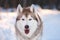 Close-up portrait of beautiful and prideful Husky dog sitting in winter forest at sunset