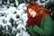 Close up portrait of a beautiful red-haired girl leaning on snowy fir tree bough with dreaming look.