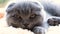 Close-up portrait of a beautiful Scottish tabby cat.
