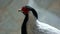 Close up portrait of beautiful silver pheasant.