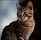 Close-up Portrait of a Beautiful Tabby Cat