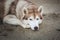 Close-up Portrait of beautiful and wistful siberian husky dog lying on sea front at sunset