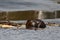 Close up portrait of a beaver building a dam